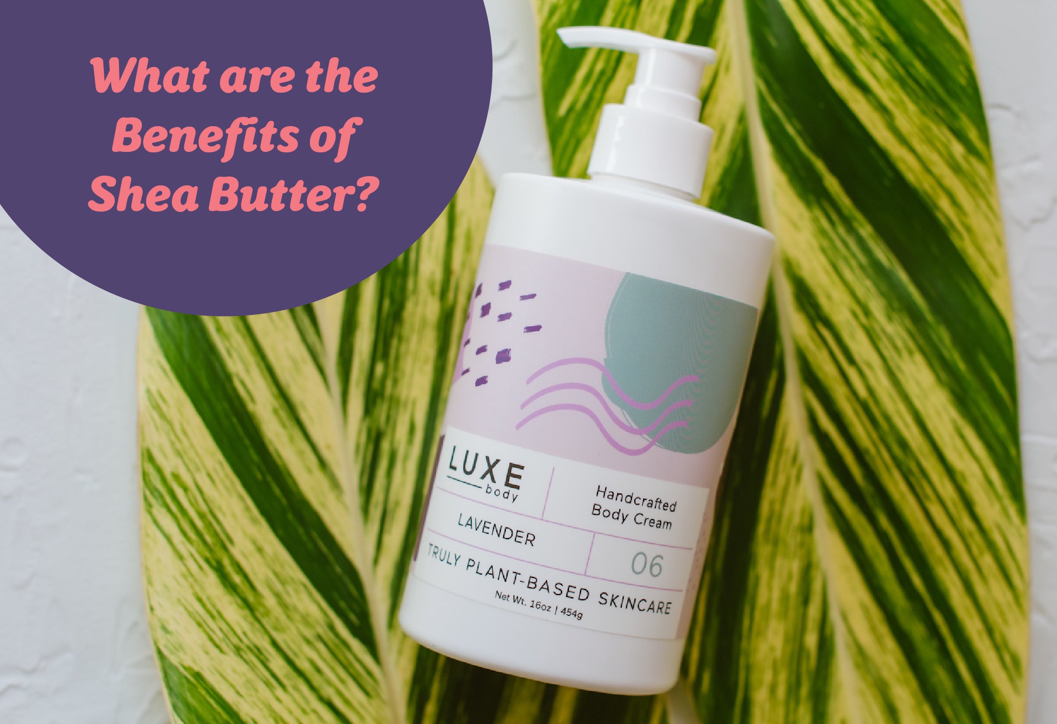 What are the benefits of Shea Butter? Cait + Co Lotion / Body Cream Photo