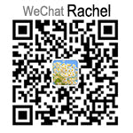 Rachel WeChat