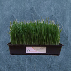 Fully Grown Wheatgrass In Black Tray