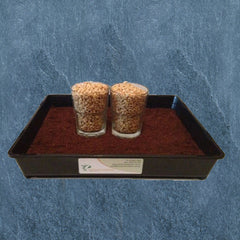 Two Cups Of Soaked Wheatgrass Seeds Inside Black Tray