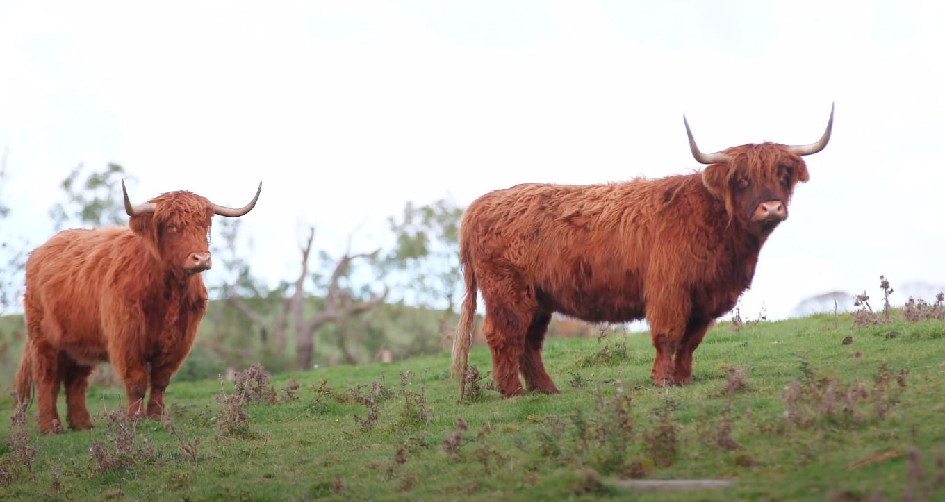 cows in a field