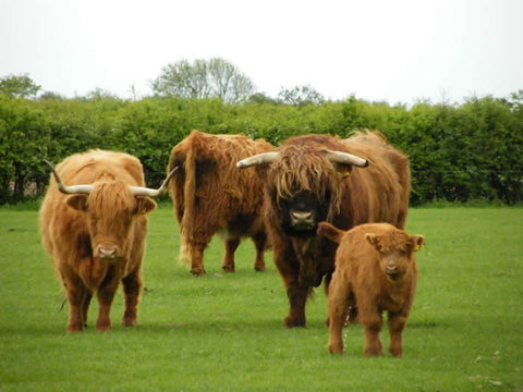 highland cattle in a field