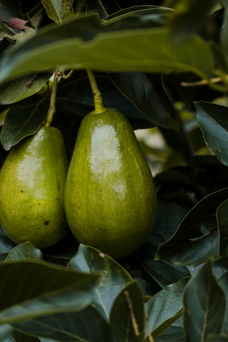 Avocado Fruits In a Tree