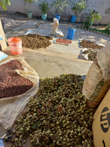 Harvesting Mafura seeds