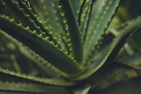 https://www.pexels.com/photo/close-up-of-a-succulent-15725408/