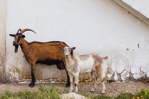 Photo by ROMAN ODINTSOV: https://www.pexels.com/photo/goats-standing-in-front-of-building-5667742/