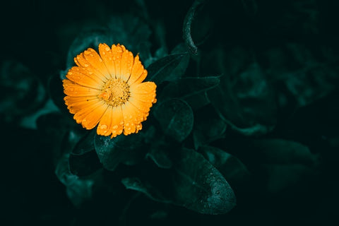 Pot Marigold flower