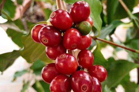 Kaffeekirschen an unserem Strauch