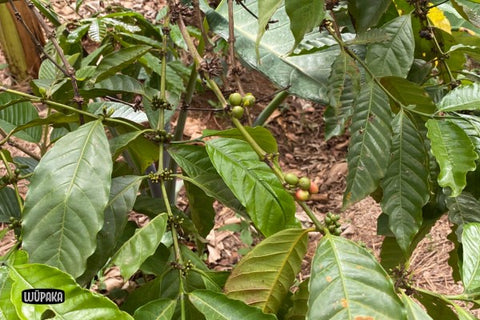 Robusta Pflanze mit Früchten