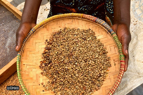 Robusta nach dem Sieben