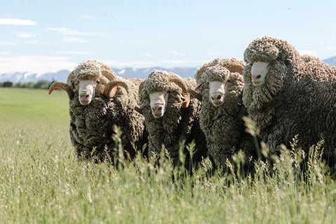 New Zealand Merino Wool clothing