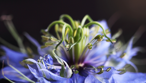 Fleur-de-nigelle-bleue