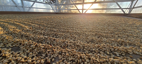 drying deck full of Kona coffee beans