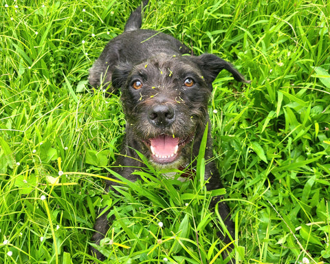 Black terrier in grass