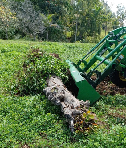 tractor removing a large tree stump