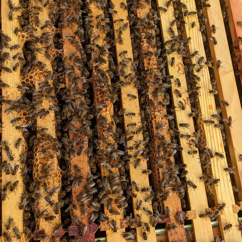 The inside of a beehive with the bees visible