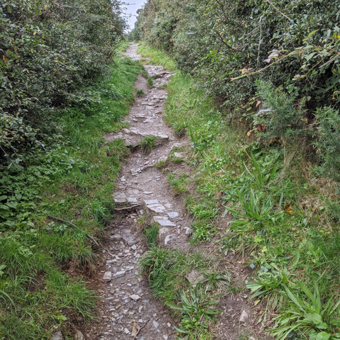 A steep cliffside path with brambles alongside