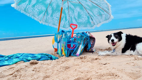 Bella, the border collie enjoying the beach with her own camping bag