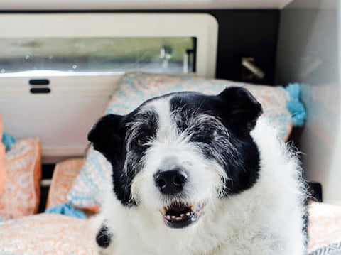 Bella sitting on caravan bed