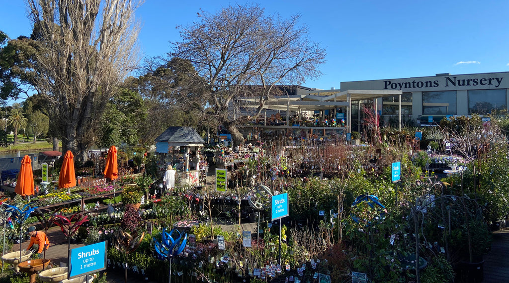 Winter view from the Nursery to the Cafe