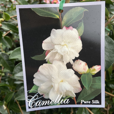 CAMELLIA HAPPY HOLIDAYS 20CM – Poyntons Nursery