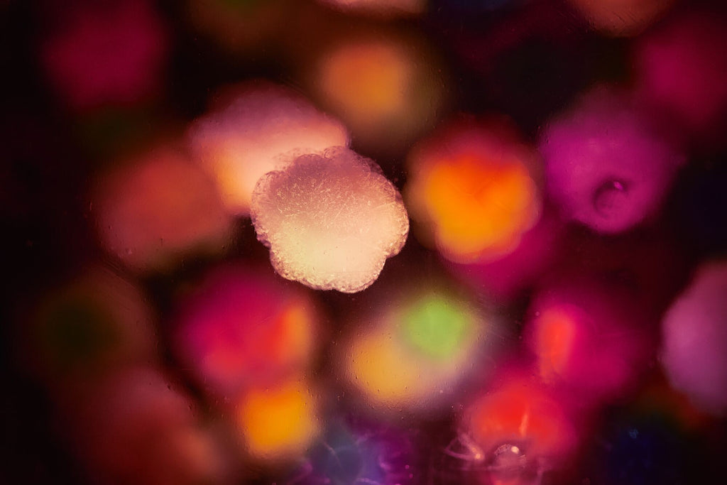 Du pollen au microscope