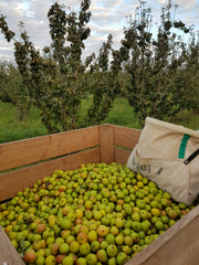 A large apple box ("bin") filled with fresh pears pictured among the trees at Small Acres Cyder orchard in Orange NSW. An apple picking bag is in the apple bin.