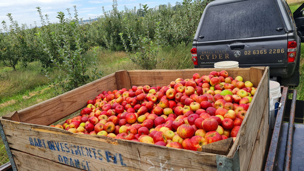 A large wooden crate full of fresh cider apples in an Australian cider orchard.