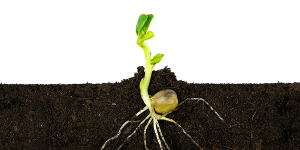 seedling in soil to show soil microbiome