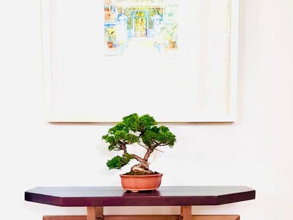 bonsai at home