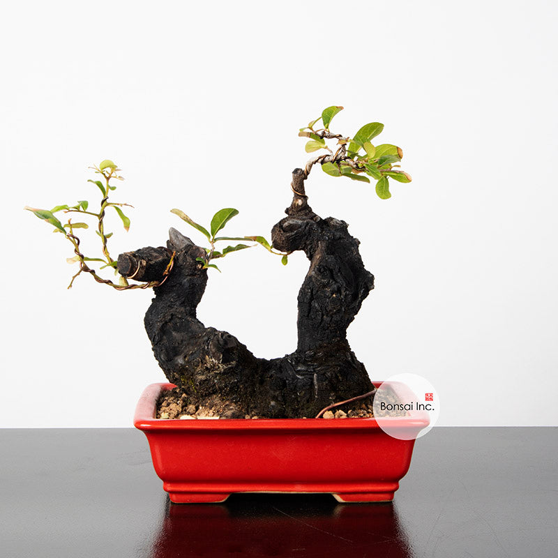 ❤通販安心❤ 特良樹形 変態激渋系灌木風BONSAI 発根済 メストクレマ