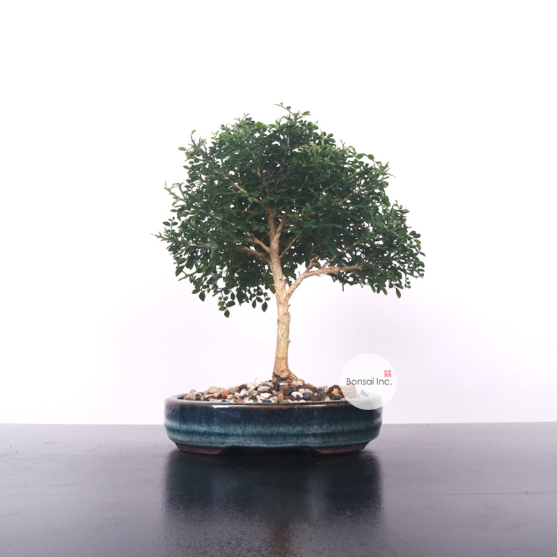 はこぽす対応商品】 特良樹形 変態激渋系灌木風BONSAI 発根済