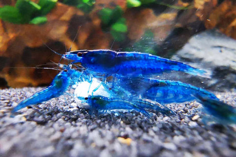 Neocaridina Blue Dream. Zwerggarnelen Guppy4friends. Blue Dream shrimps. Blue Velvet Zwerggarnelen