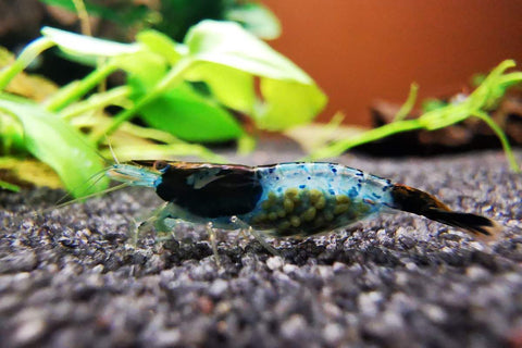 Neocaridina Blue Carbon Rili. Zwerggarnelen Carbon Rilis. Blue Carbon Rili Garnelen, Ziergarnelen. Garnelen Aquarium Guppy4friends Zwerggarnelen und Wirbellose