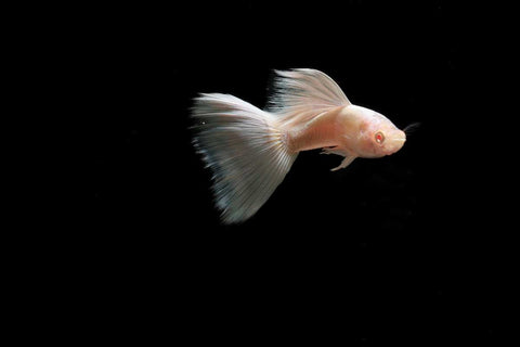 hochzucht-guppy-full-white-platinum-guppy-raritaet