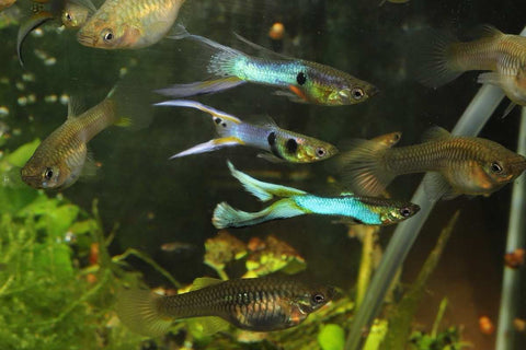 guppy-endler-poecilia-wingeii-guppy-japan-blue-lyre-tail-japanblue-doppelschwert-endlerguppy