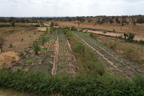 A transformed landscape, featuring lush greenery with planted trees and thriving vegetable patches, symbolizing a positive and improved environment.