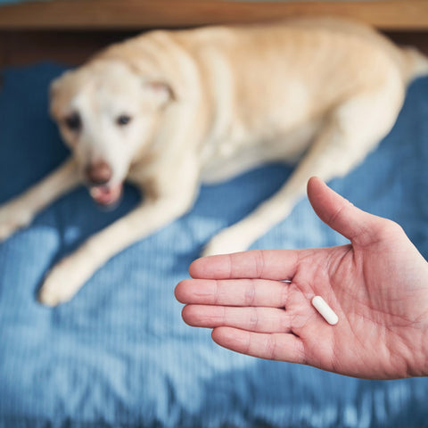 Dog pain medicine
