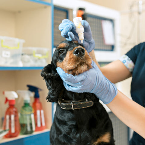 Dog getting eye drops