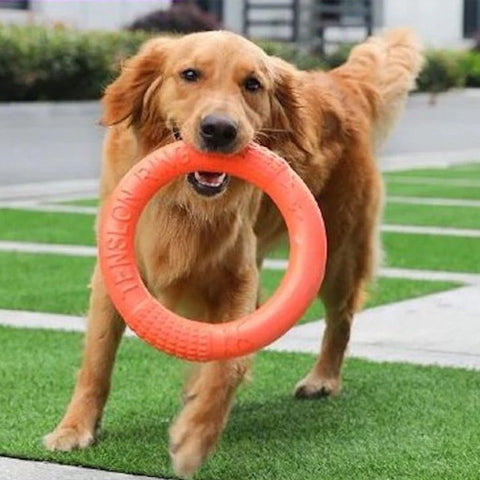 Dog ring toy