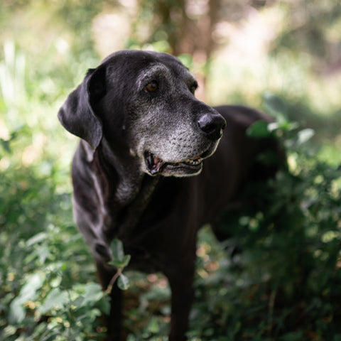 old dog in the woods