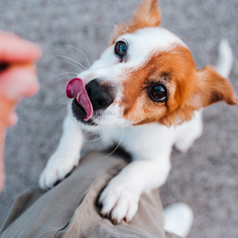 Cute puppy waiting for treat
