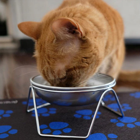 Cat eating from raised bowl