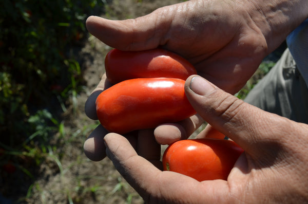 A person in a tomato field visually inspecting tomatoes in their hands