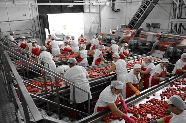 Ciao women examining tomatoes on a production line