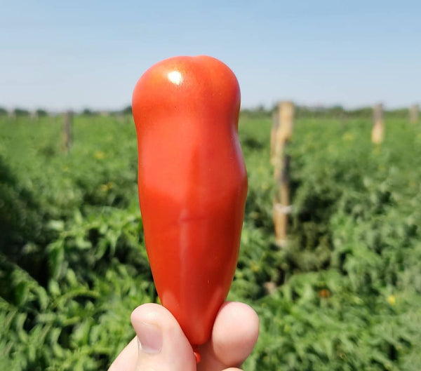 A hand holding up a modern day tomato