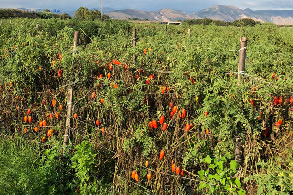San Marzano tomatoes growing in the field