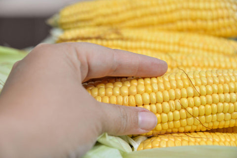 female holding corn cobs in hand