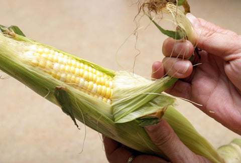 Husking Corn