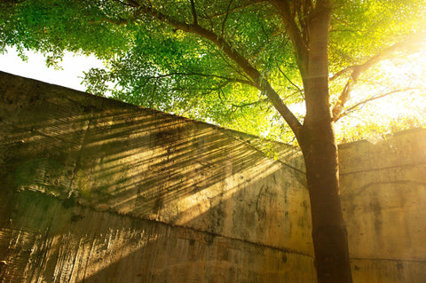 Orange sunlight of green tree and cement wall in backyard garden natural background